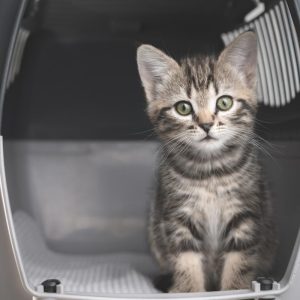 How to Travel With a Pet