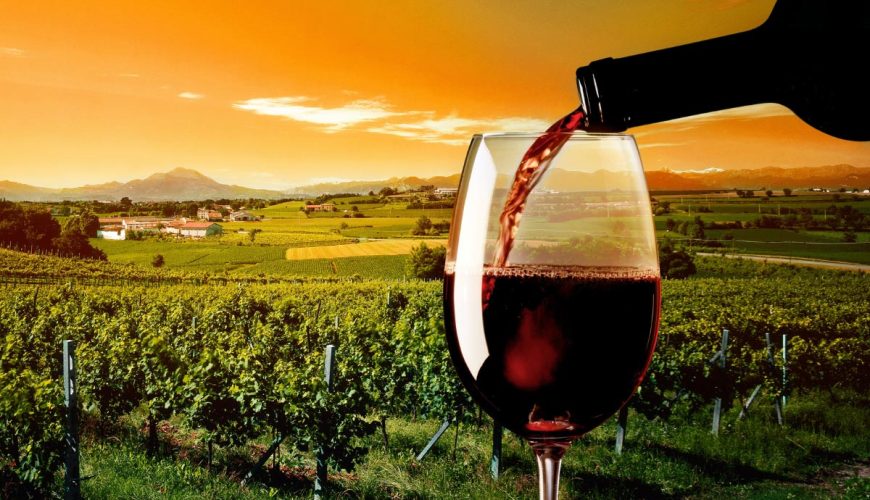 vineyard wine